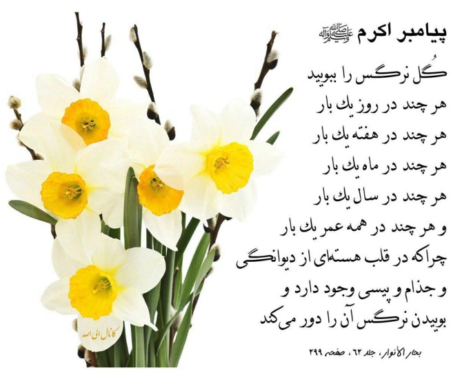 عکس نوشته در مورد گل نرگس