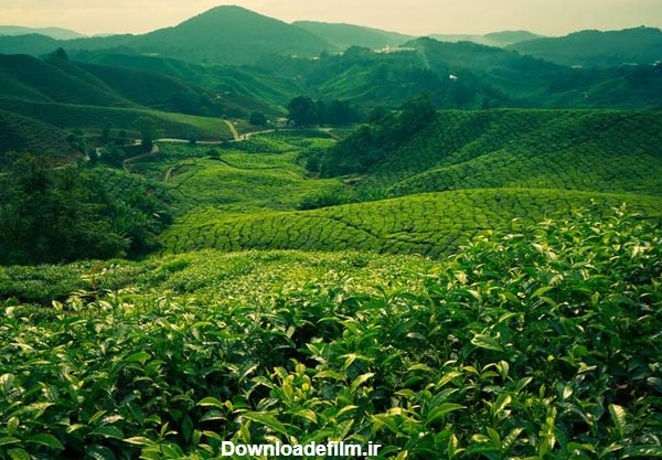 تصاویر؛ مزارع زیبای چای در شمال ایران