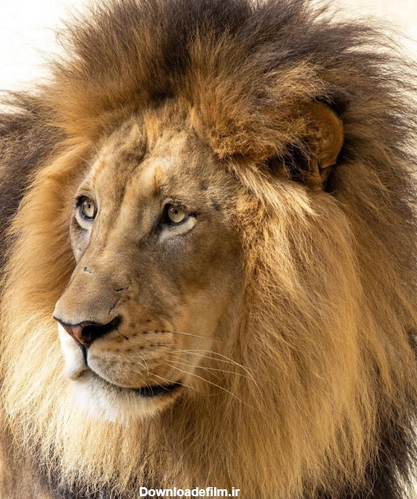 تصویر زمینه جدید از شیر پادشاه حیوانات با کیفیت بالا