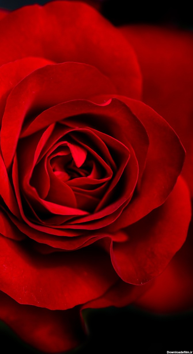 عکس گل سیاه و قرمز