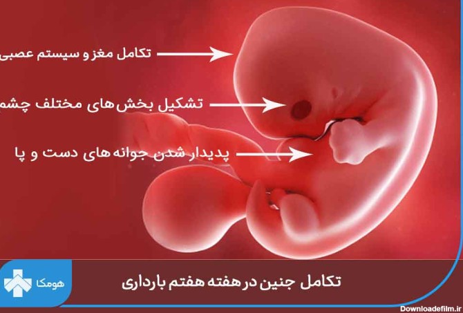 هفته هفتم بارداری + علائم، تغذیه و وضعیت جنین در هفته هفتم | مجله ...