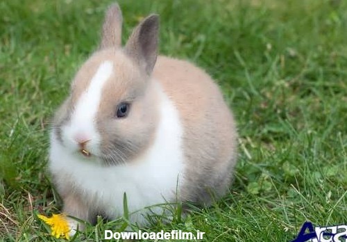 گالری عکس خرگوش های زیبا و بامزه