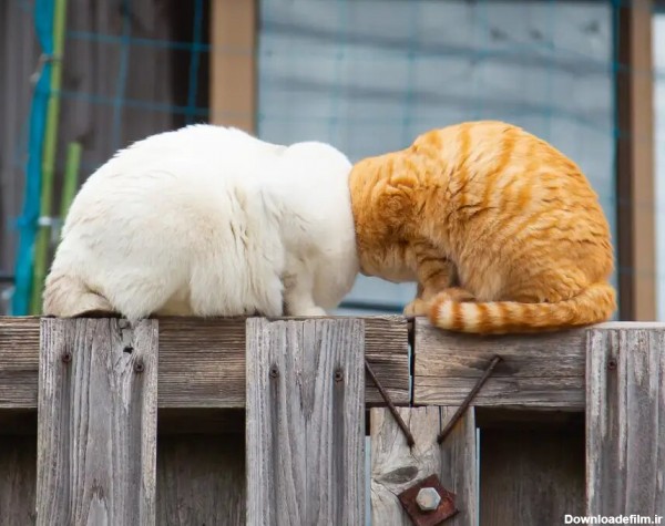 سوژه شدن عکس های خنده دار ۵ گربه خانگی در فضای مجازی