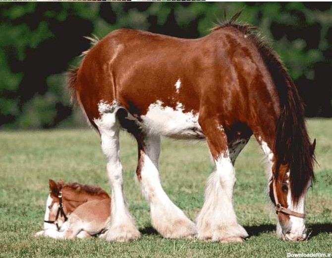 اسب و کره اسب - همیار فرش
