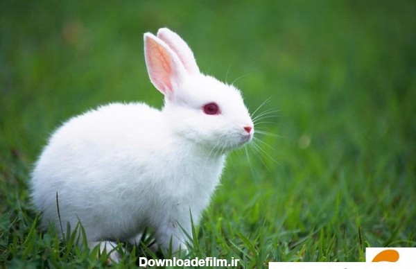 عکس خرگوش بزرگ ❤️ [ بهترین تصاویر ]