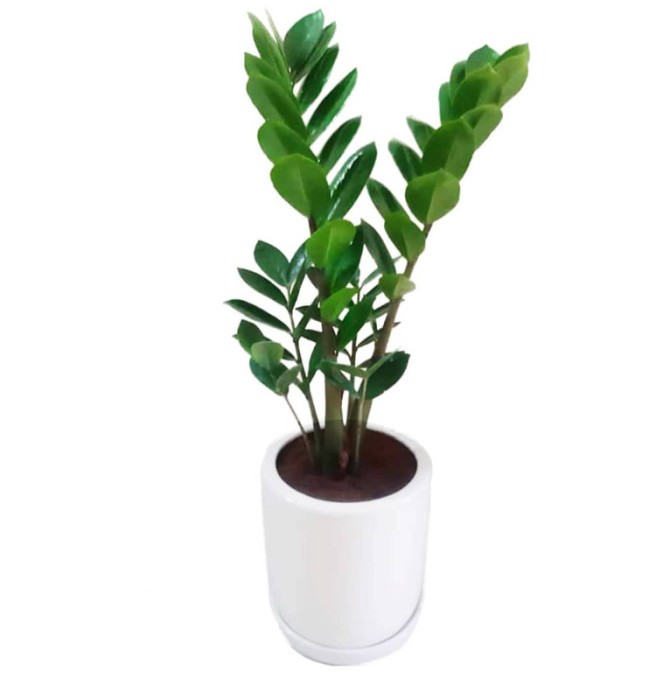 قیمت و خرید گیاه طبیعی زاموفیلیا گرین لایف مدل P1003