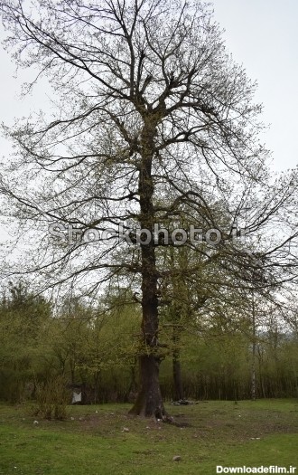 درخت تنها - طبیعت - استوک فوتو - خرید عکس و فروش عکس و طرح های ...