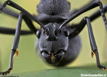 خطرناک‌ترین عنکبوت دنیا در کمین ایرانگردها - آژانس مسافرتی ...