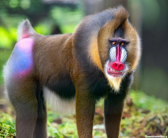 رنگین‌کمانی که بر بدن پستانداران نقش بسته‌است/ عکس - خبرآنلاین