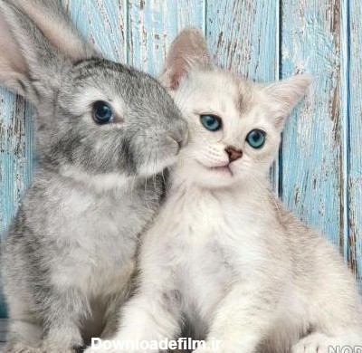 عکس گربه و خرگوش - عکس نودی