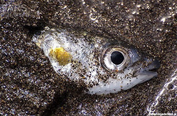 فرارو | (تصاویر) مرگ هزاران ماهی در ساحل خزر
