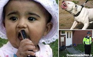 سگ ، یک دختر بچه را خورد - قدس آنلاین
