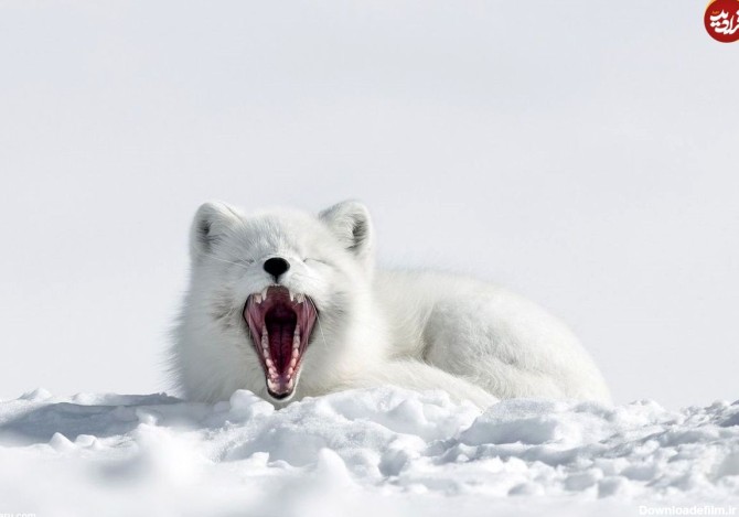 (عکس) لحظه خمیازه کشیدن یک روباه قطبی