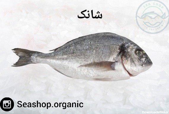 ماهی شانک صورتی Archives | عمده فروشی آنلاین ای تی مارکت
