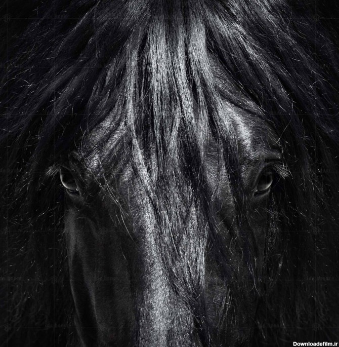 تابلو عکس چهره اسب سیاه - فروشگاه ایده هنر | خرید کادو و دکور خانه