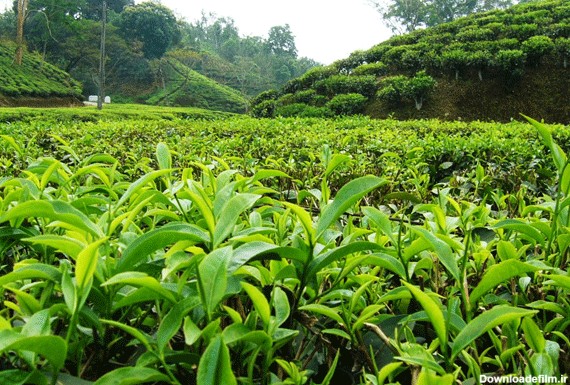 طرح بیمه فراگیر چای در آستانه اجرا | صندوق بیمه کشاورزی