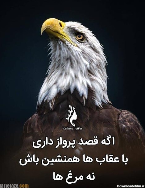 متن فاز سنگین درباره عقاب + عکس پروفایل و عکس نوشته با موضوع ...