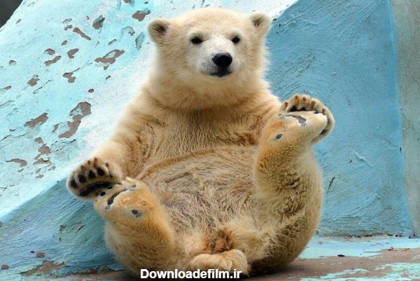 عکس: فوق واکنش یک توله خرس که مشهور شد! | خبرگزاری ایلنا