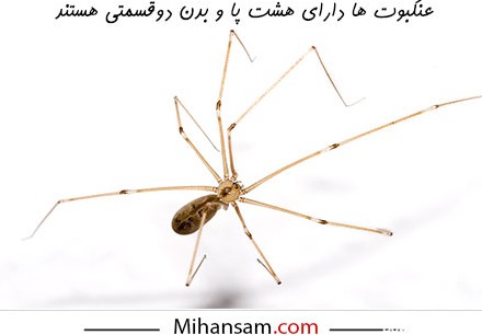 عنکبوت - Spider | خطرناکترین عنکبوت های جهان را بشناسید ...