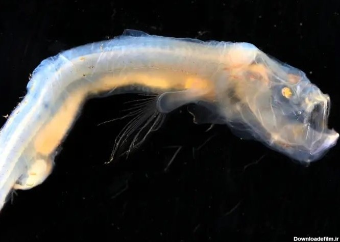 کشف موجودات دریایی عجیب و ترسناک در کف اقیانوس + عکس