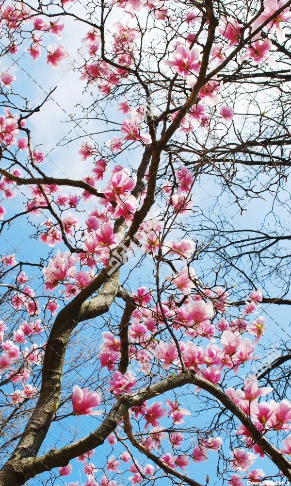 دانلود تصویر با کیفیت شکوفه و شاخه های درختان در فصل بهار