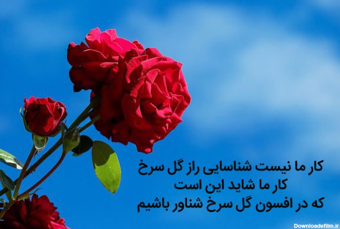 عکس نوشته گل سرخ