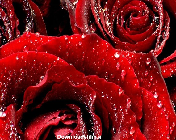 عکس های زیبا از گل های رز سرخ