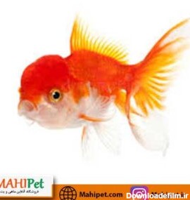 عکس ماهی کله قرمز