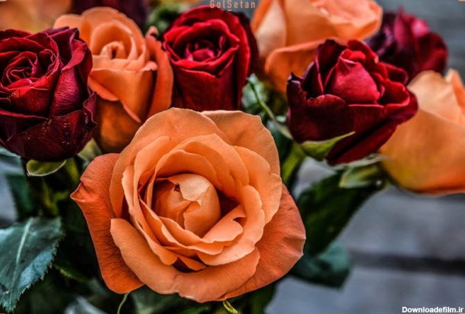 گل رز ، از جمله گلهای ماه تولد خرداد