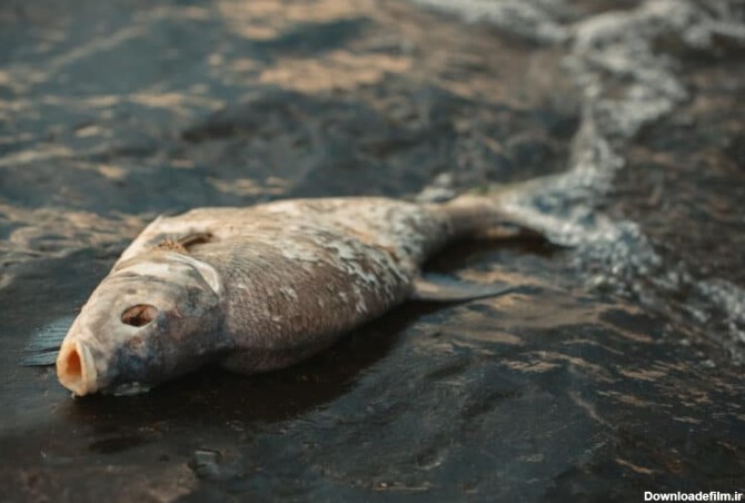 تعبیر خواب ماهی مرده در آب، خشکی، تنگ و در رودخانه چیست؟