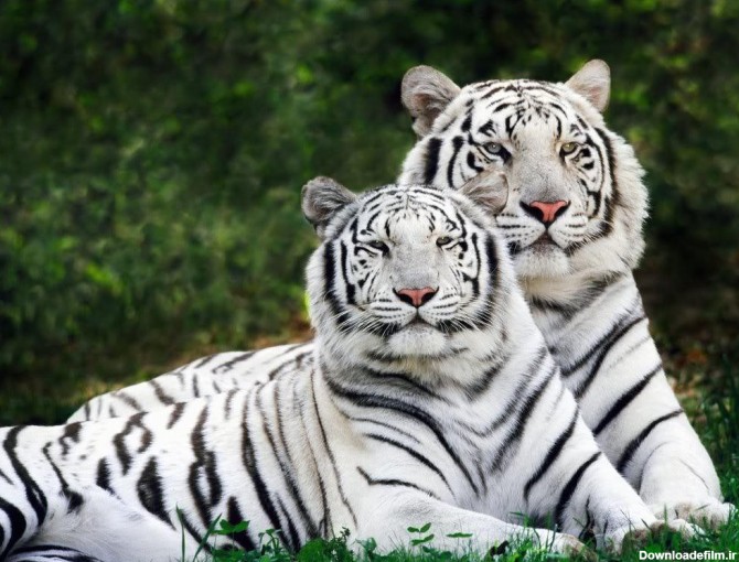 Tigers Pictures Wallpapers - Wallpaper Cave
