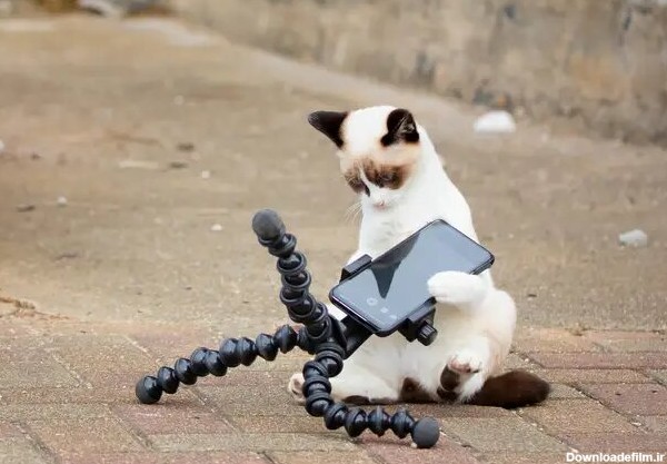 سوژه شدن عکس های خنده دار ۵ گربه خانگی در فضای مجازی