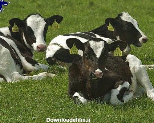 گاو شیری خوب - معرفی نژاد های شیری و گوشتی - مشخصات ظاهری + عکس