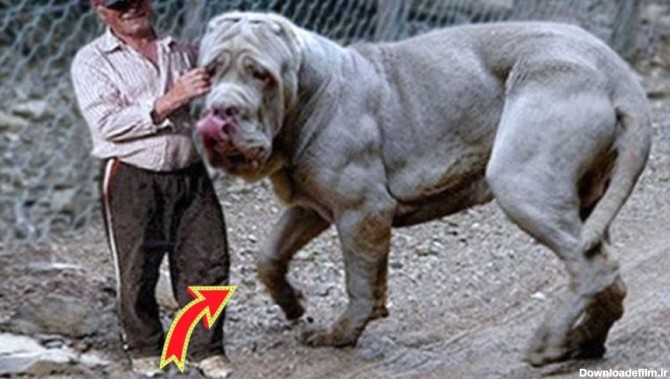 بزرگترین نژاد های سگ در جهان