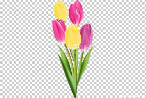 Borchin-ir-a bunch of tulip flower vector دانلود عکس بدون زمینه گل لاله۲