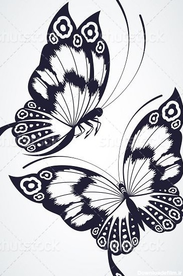 عکس سیاه و سفید پروانه