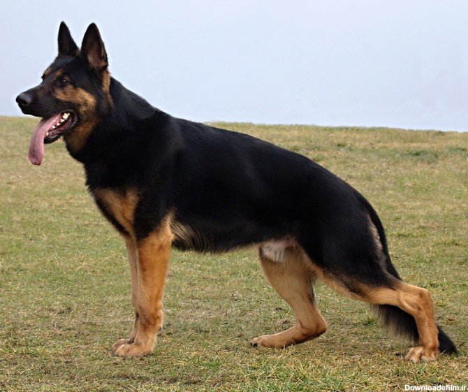 بزرگترین مجموعه سگهای ژرمن شپرد در کشور عکس شماره 2
