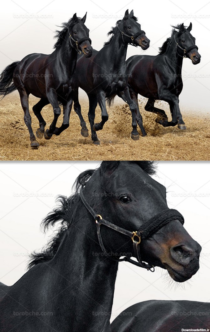 عکس اسب سیاه با کیفیت - گرافیک با طعم تربچه - طرح لایه باز