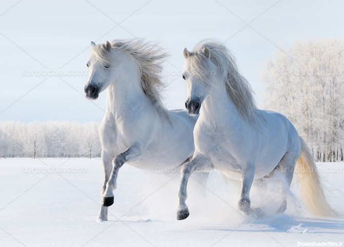 عکس اسب سفید با کیفیت - گرافیک با طعم تربچه - طرح لایه باز