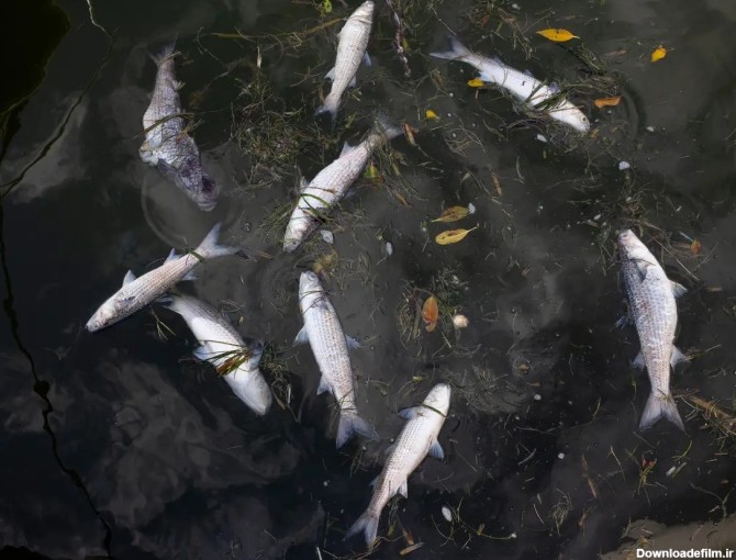 هزاران تن ماهی مرده در ساحل ژاپن؛ ۳ ماه پس از تخلیه آب رادیواکتیو ...