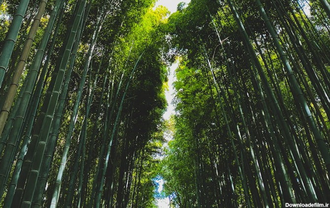 جنگلی مملو از درختان بامبو در ژاپن