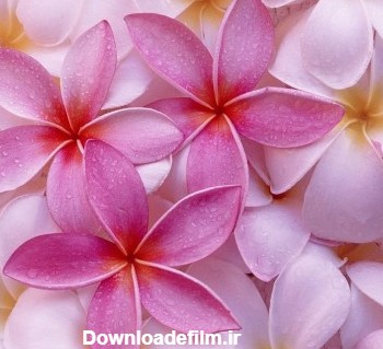عکس گل فوق العاده زیبا برای پروفایل | تصاویر جذاب ترین گل های جهان