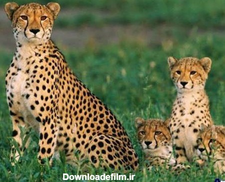 یوزپلنگ ماده و بچه هایش