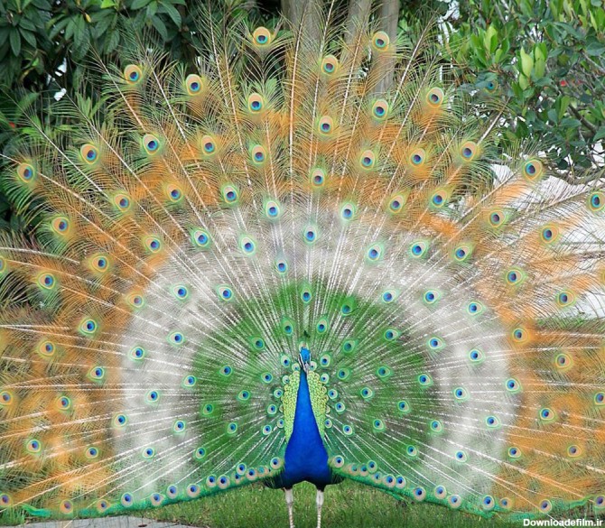 تصویر دیده نشده و شگفت انگیز از طاووس