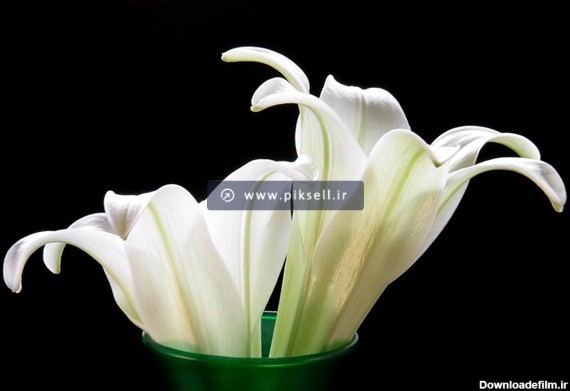 عکس با کیفیت از گل دو سوسن سفید در کاسه