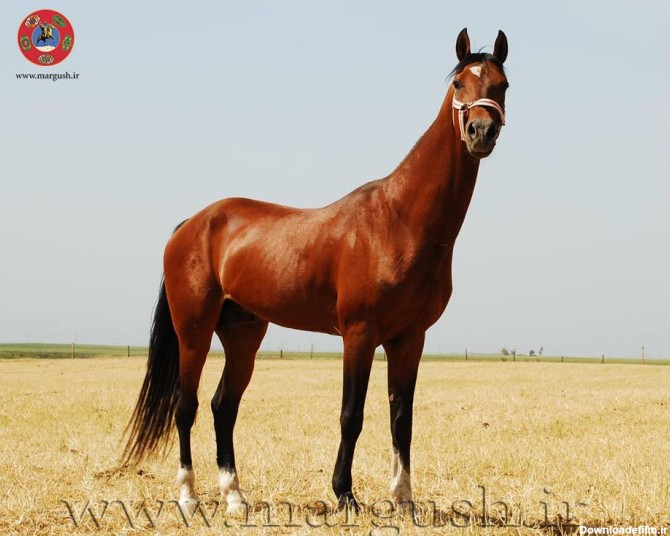 At01 - تاریخچه اسب ترکمن (5)