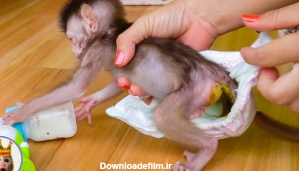 عکس بچه میمون شیطون