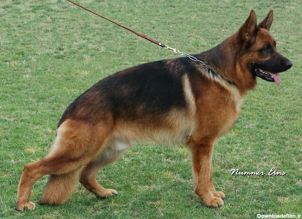 بزرگترین مجموعه سگهای ژرمن شپرد در کشور عکس شماره 3