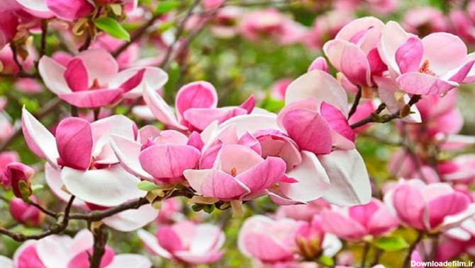 ۶ درخت با زیبایی سحرانگیز در فصل بهار + تصاویر