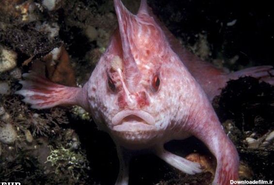 ماهیانی که به جای باله دست دارند+عکس - دنیای گیاهان و حیوانات